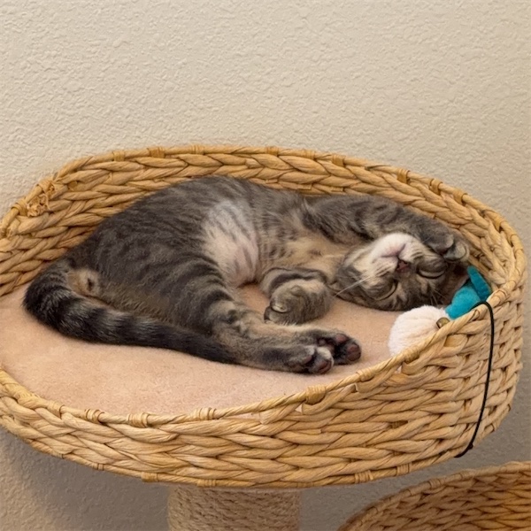 Caterpillar asleep in her woven basket