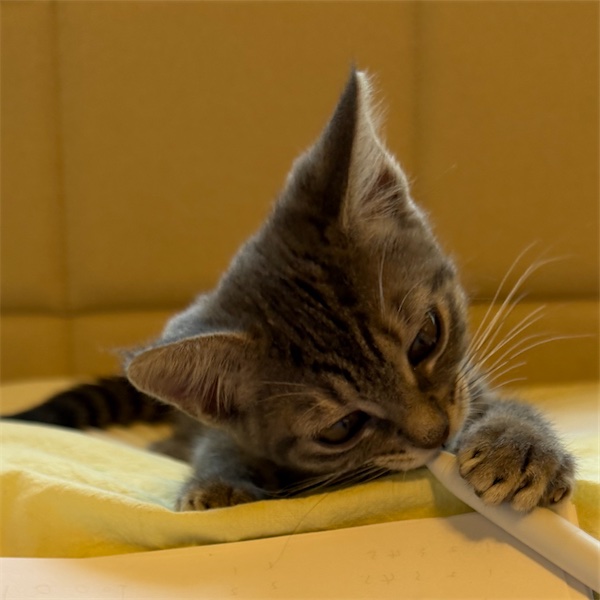 Caterpillar chewing a pen while I review a paper
